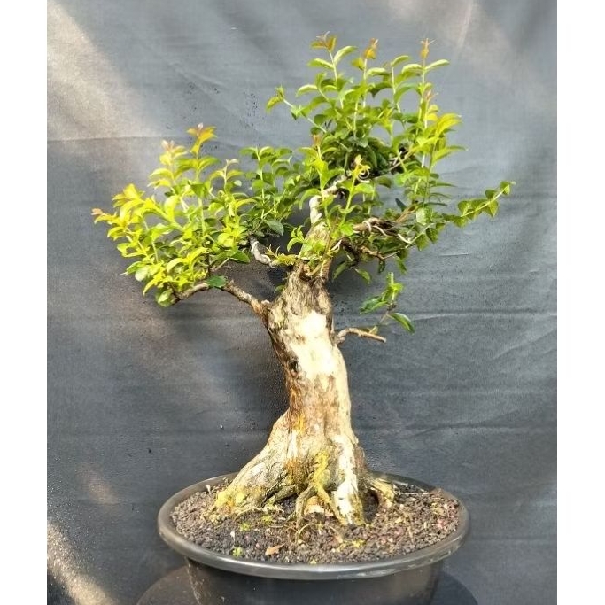 Bonsai Sakura Jepang Size Medium