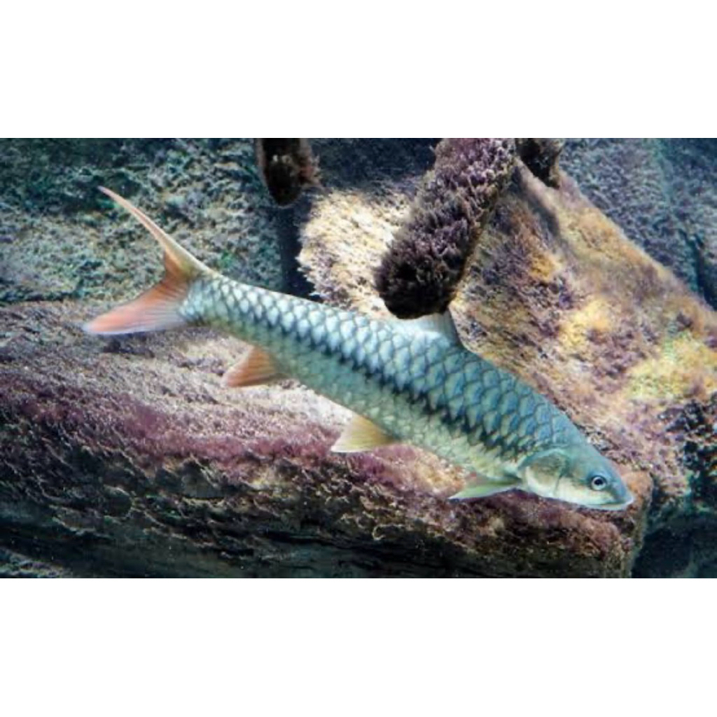 

(stiker) Tor Puttitora wc india 7-9 cm