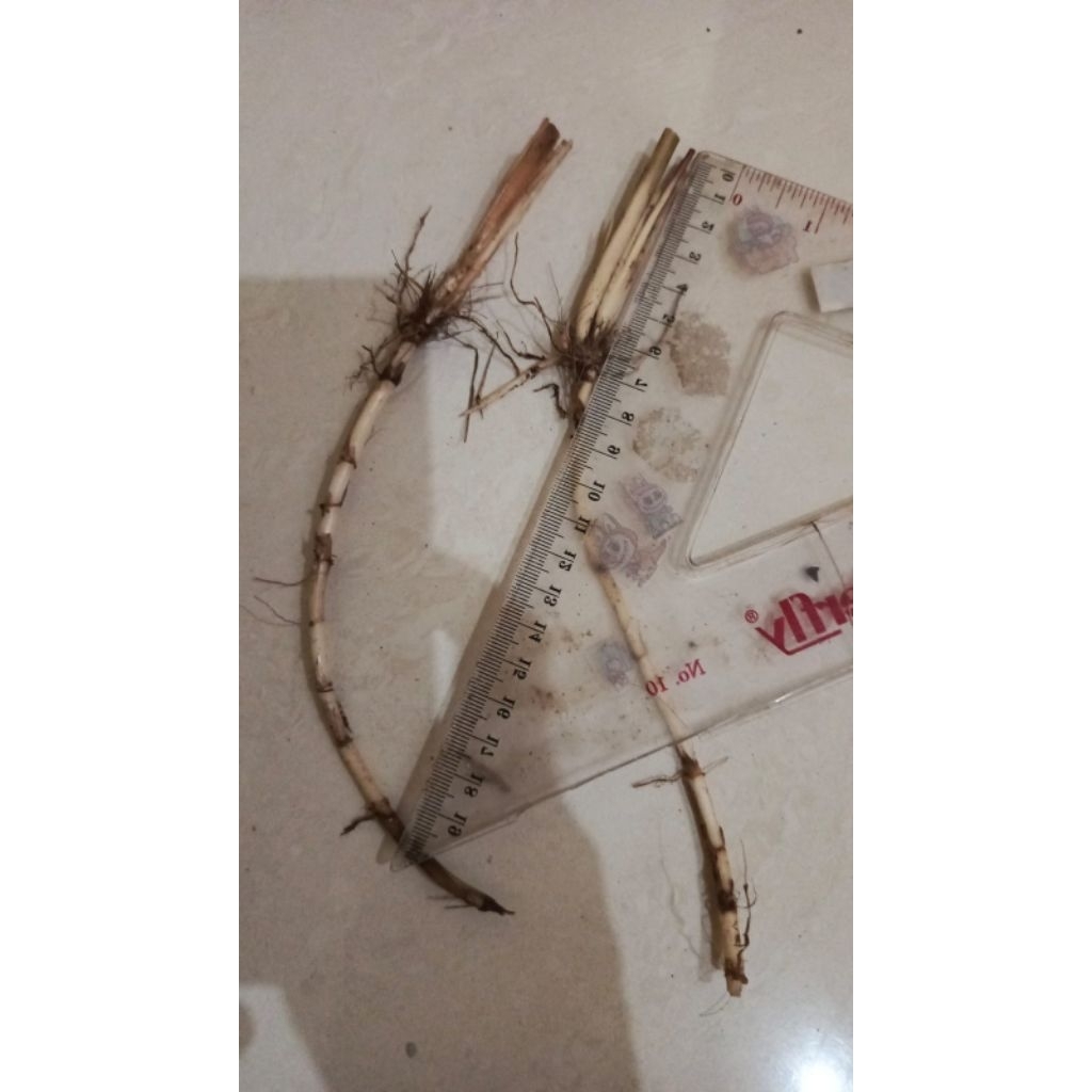 

akar / batang alang alang per 10 pcs