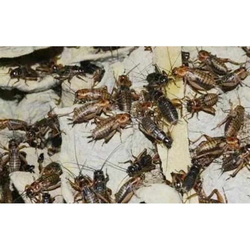 jangkrik hidup pakan burung/ memancing