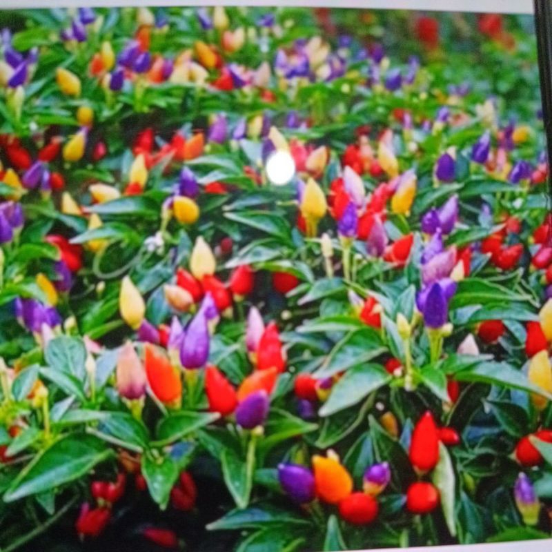 

cabai pelangi 10 biji