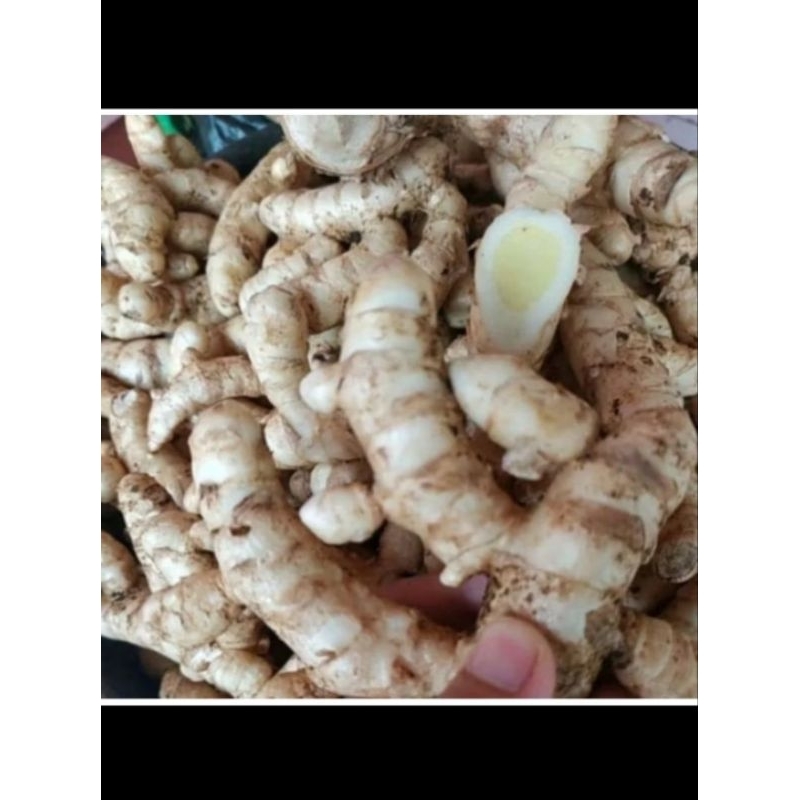 

KUNYIT PUTIH/TEMU PUTIH FRESH BERSIH 1KG