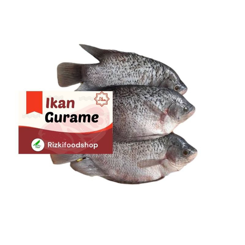 

Ikan Gurame Isi 3 Ekor Sudah Bersih