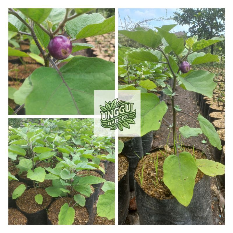Tanaman Terong Ungu Bulat - Terong Ungu Lalapan