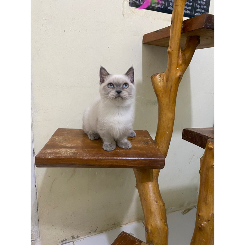 kucing munchkin himalaya