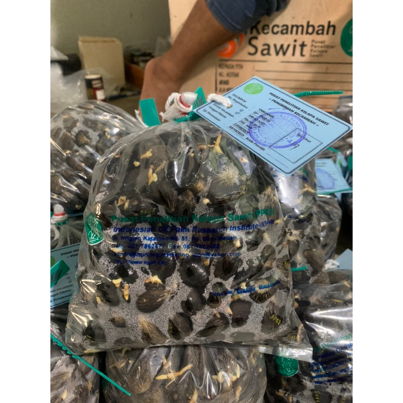 bibit kecambah polong sawit ppks