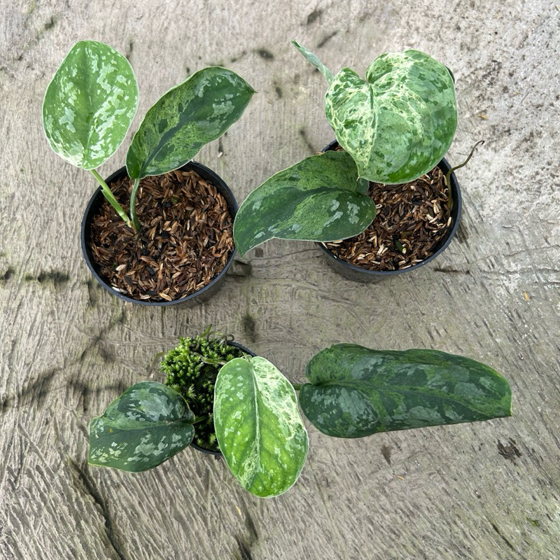 Scindapsus Exotica Mint Variegata Mejile