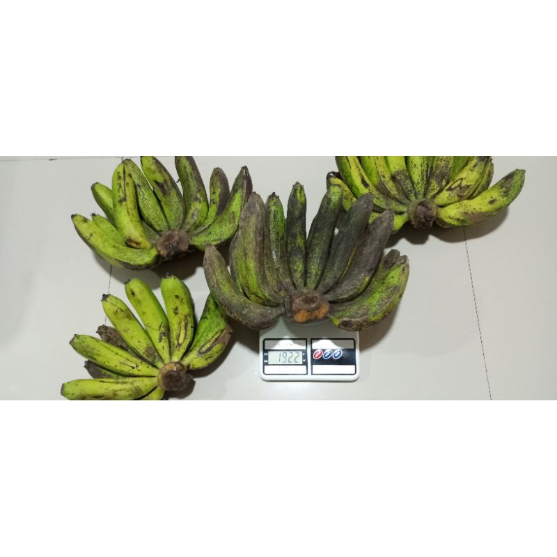 

Pisang ambon lumut HARGA PROMO PER SISIR 1.5-1.9 Kg persisir