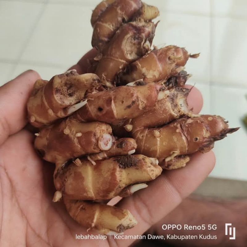 

kencur tua segar sortir yang mudà 1 kg