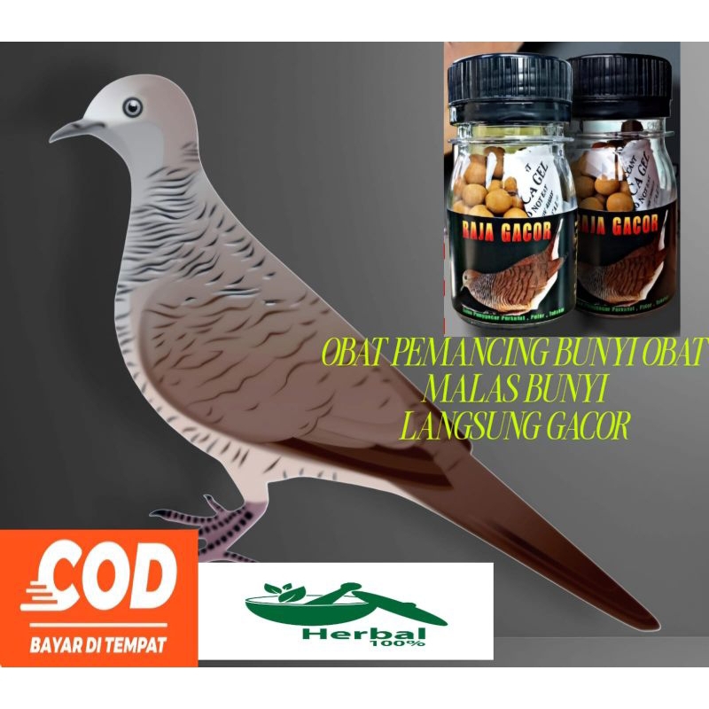 100 BUTIR JAMU PERKUTUT RAJA GACOR manggung bocor warisan leluhur jamin gacor pil apbn madura koong 