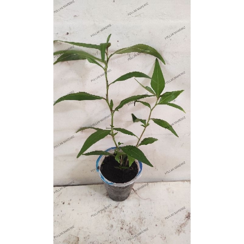 bibit tanaman daun kesum/daun laksa