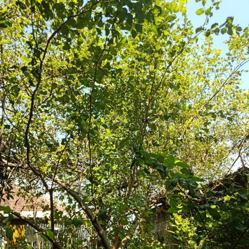 

Daun Bidara Herbal obat tradisional