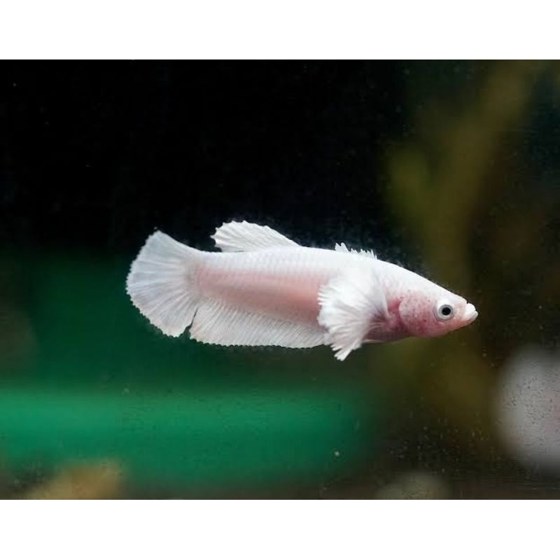 Cupang Plakat Fancy Platinum Snow White Dumbo *Instant Hanya Makassar*
