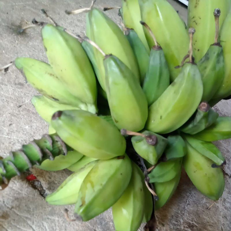 

pisang batu pisang kluthuk muda 1 sisir/kg