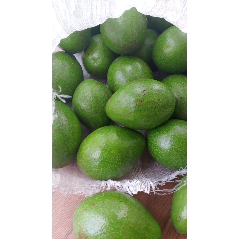 

Al pukat mentega 1 kg isi 3/4 bergaransi uang kembali