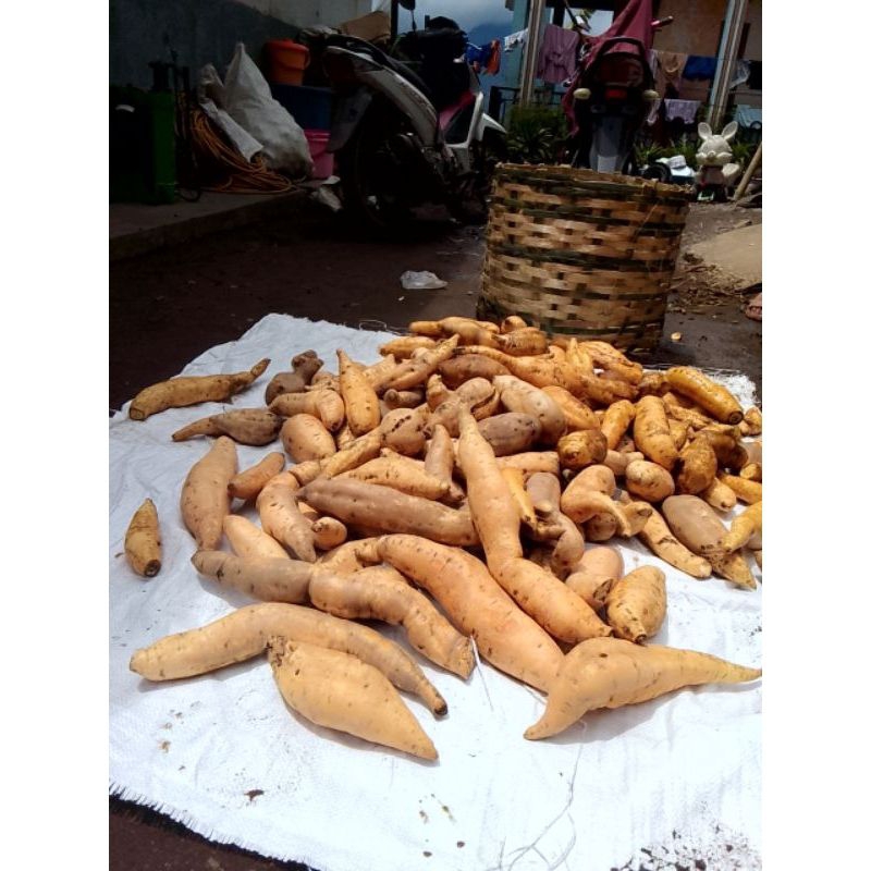 

umbi Cilembu si madu manis legit spek (BC) isi 5-9