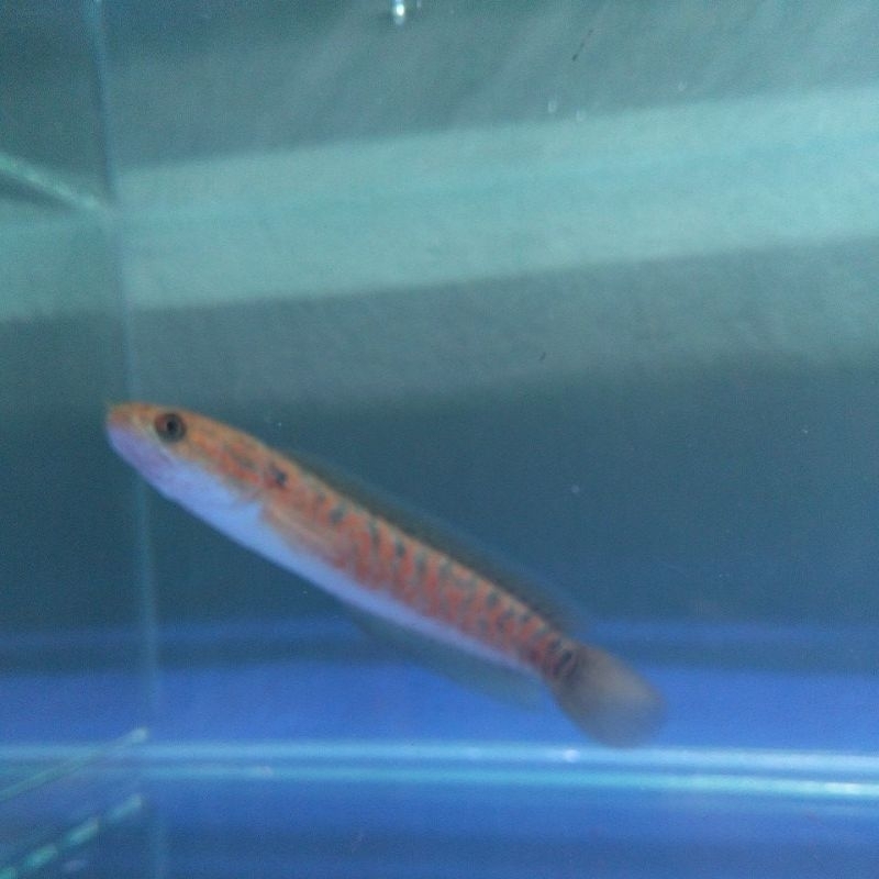 asiatica RSP kalimaya 100% pure