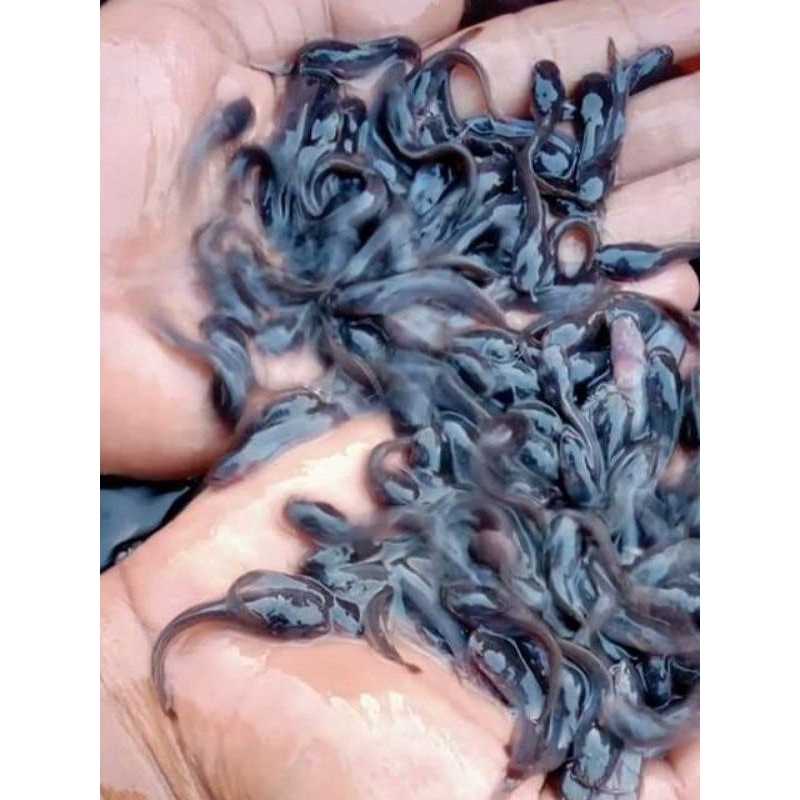 promo terbaru bibit lele sangkuriang 100 ekor berkualitas siap ternak