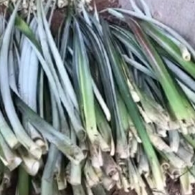 

Daun nanas segar