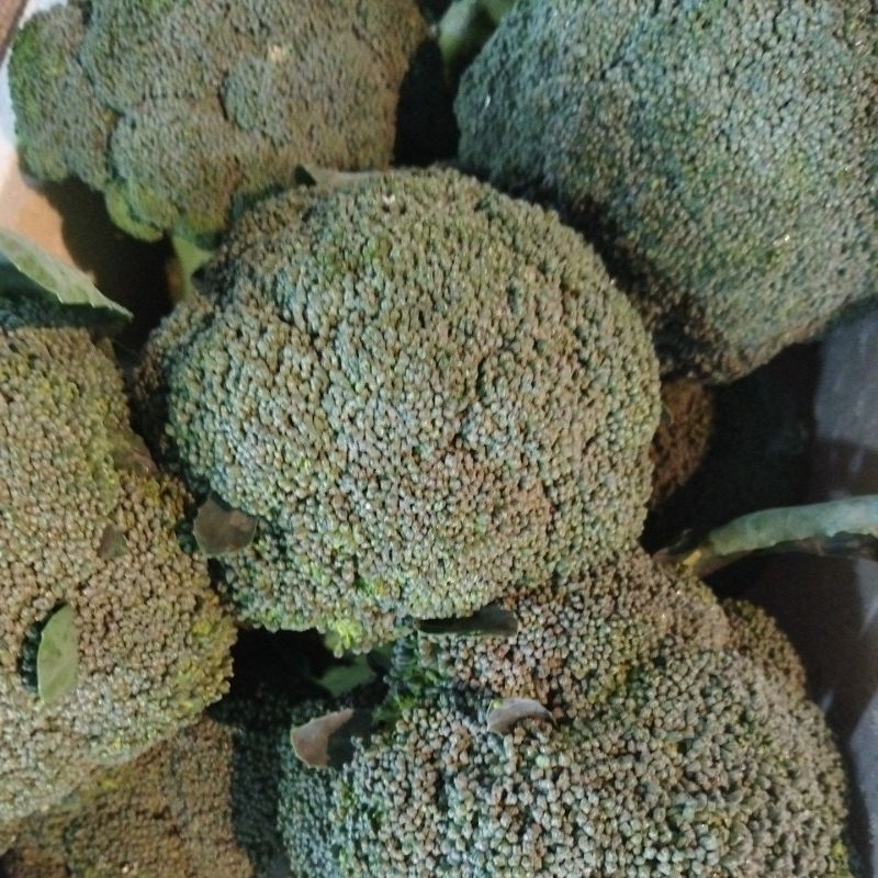 

brokoli impor 1kg
