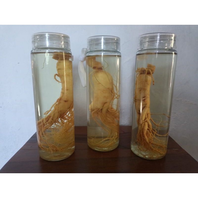 

ginseng korea paket lengkap siap konsumsi gratis sloki