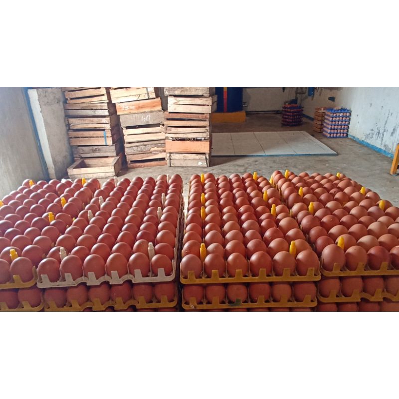

Telur Fresh dari kandangg