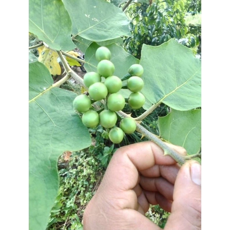 

buah takokak segar 1kg