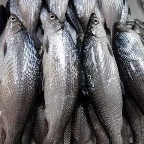 

Ikan Bandeng Fresh frozen Segar Beku Murah