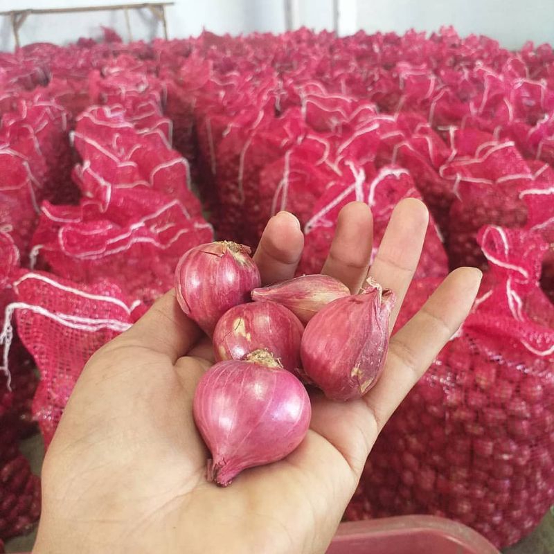 

Bawang Merah 1kg Brebes Langsung Dari Petani
