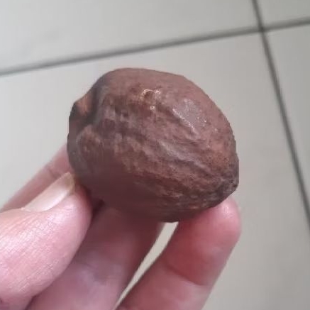 Muncang Adu Mayit Jawa Ori Klaten Size Jumbo