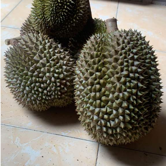 

Durian Matang Pohon Fresh
