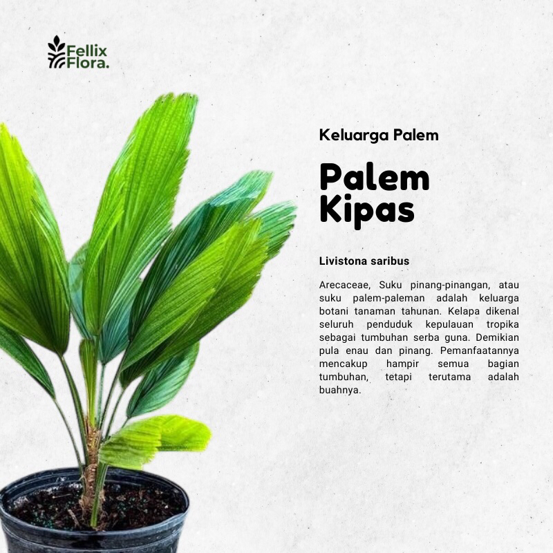 Tanaman Hias Pohon Palem Kipas / Palem Kol - Tanaman Hias Hidup