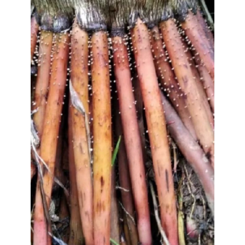 

AKAR PINANG kering 250 grm/akar pinang kering asli