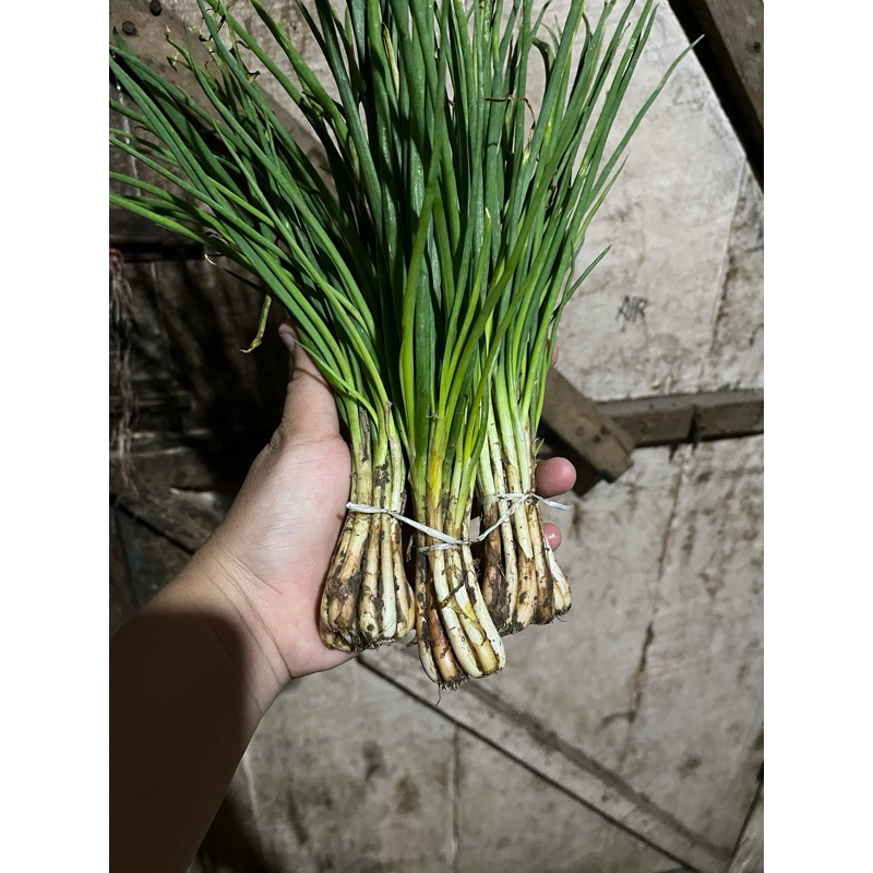 

daung bawang mandar
