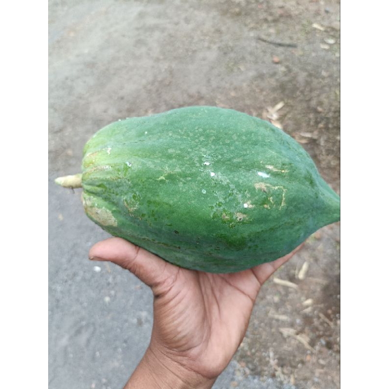 

Buah pepaya muda/buah gandul fress