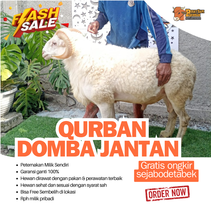QURBAN DOMBA JANTAN TANDUK KIRIM HIDUP FREE ONGKIR