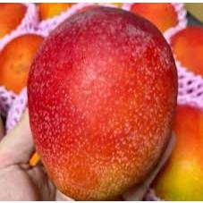 bibit mangga miyazaki jepang original