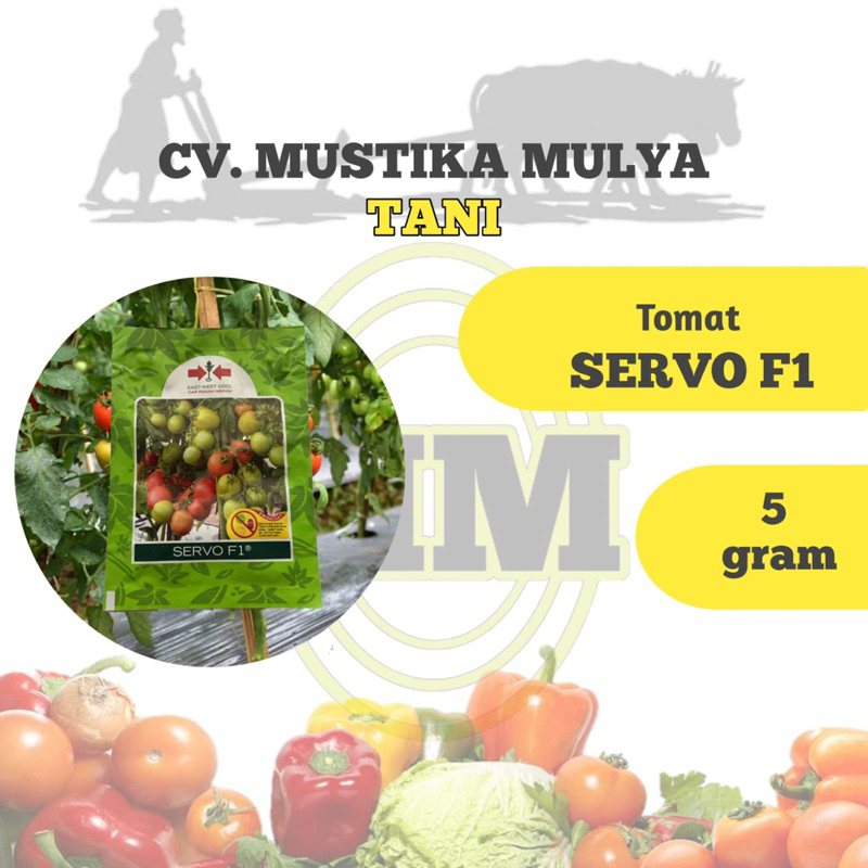 BENIH TOMAT ( SERVO F1 ) CAP PANAH MERAH