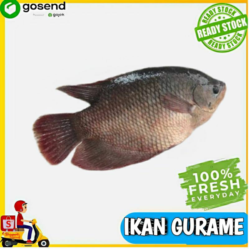 

Ikan Gurame fresh - sayuran segar palembang- Tukang Sayur Palembang