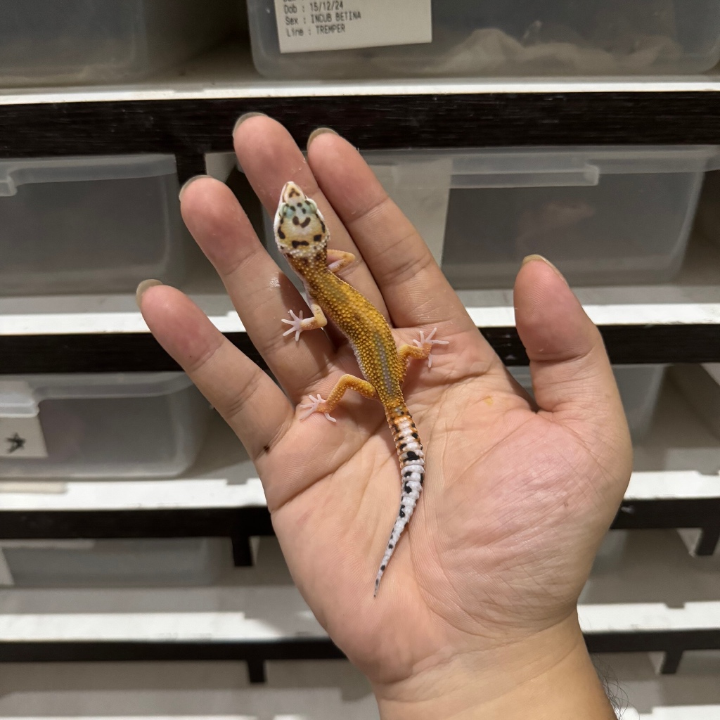 EMERINE REVERSE STRIPE HET RAPTOR CBA410 UNSEX Mainan Anak Lucu Jinak Gecko Geko Leopard Gecko