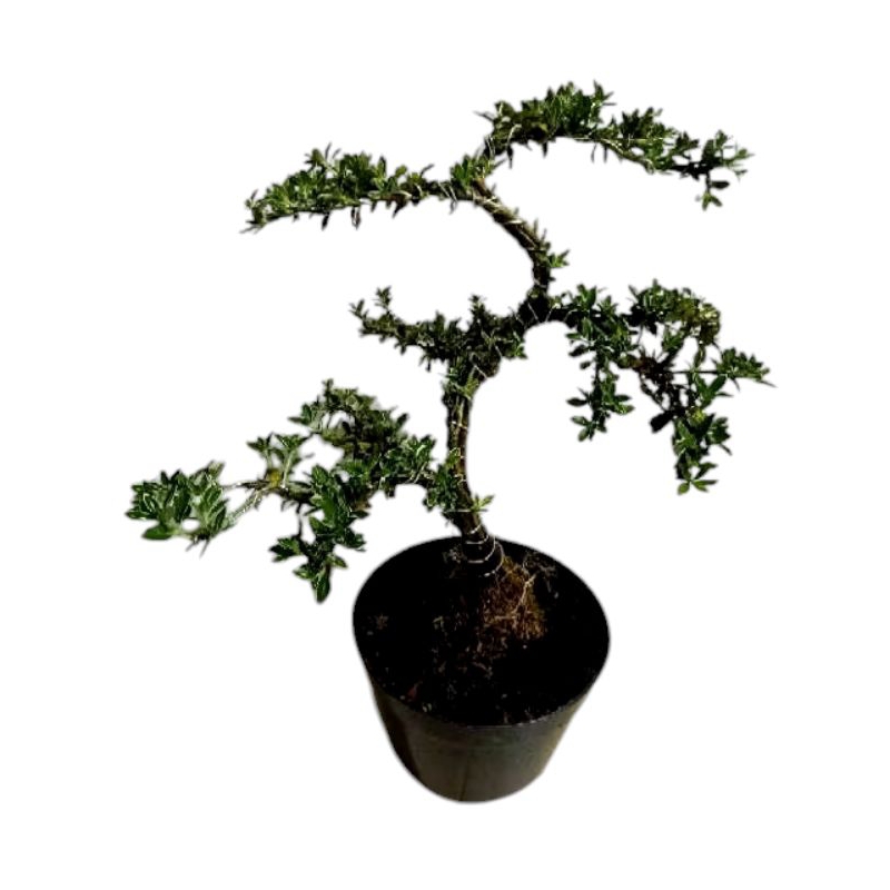 pohon bonsai mirten/pohon bonsai cod/tanaman hias bonsai