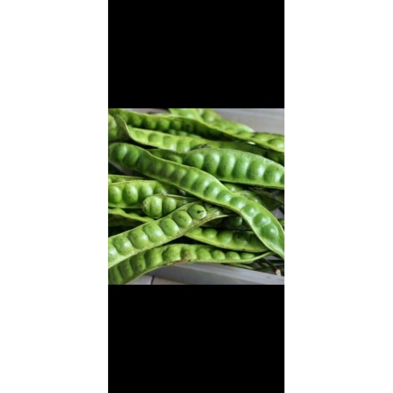 

pete segar berkualitas 1kg Pete super