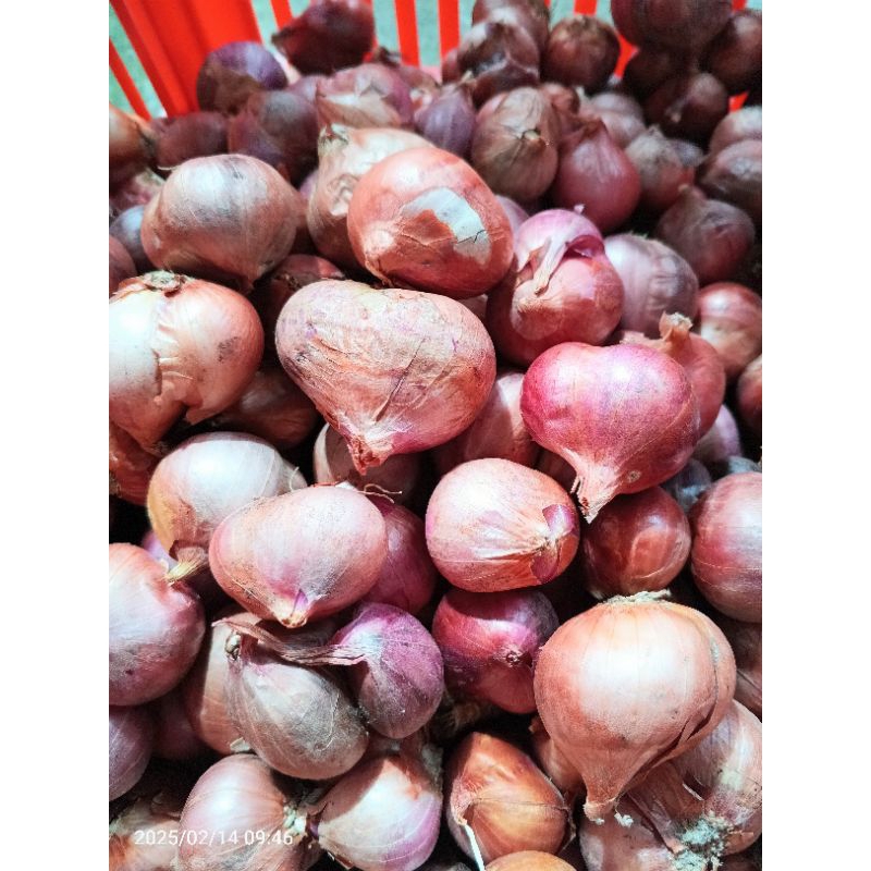 

Bawang Merah