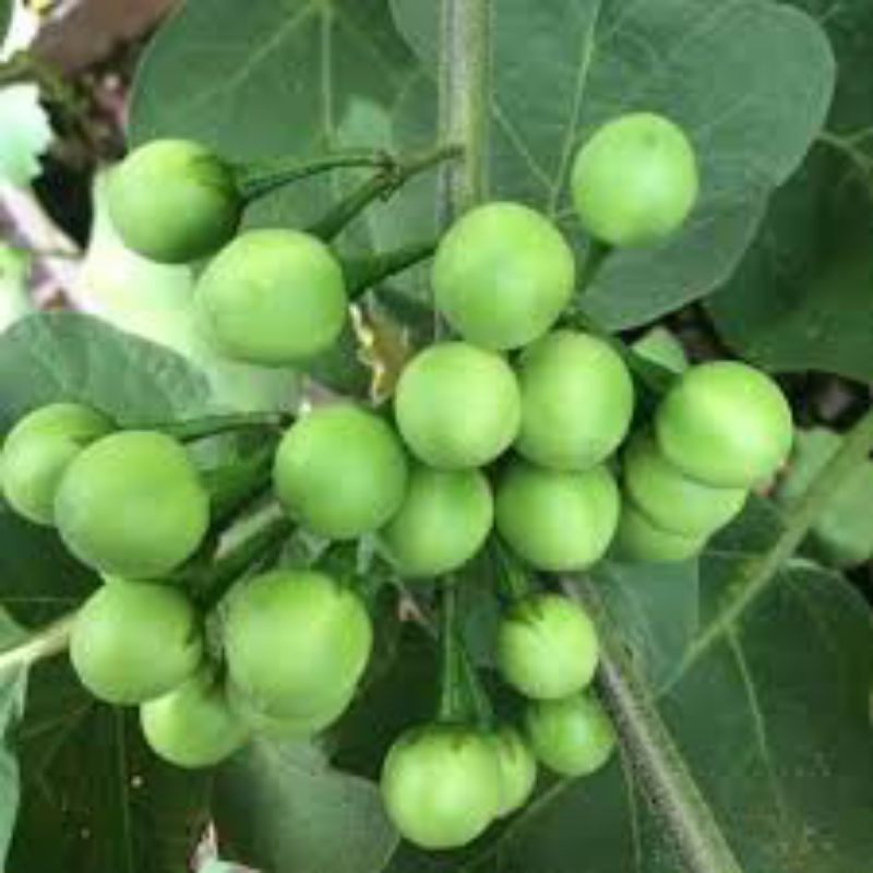 

terong pipit/takokak/fress.organik 250g