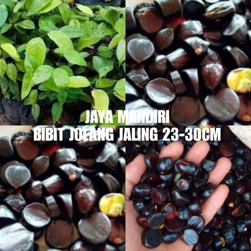 BIBIT JOLANG-JALING (KABAU) SUPER 25-30CM (TANAMAN KABAU) BIBT KABAU