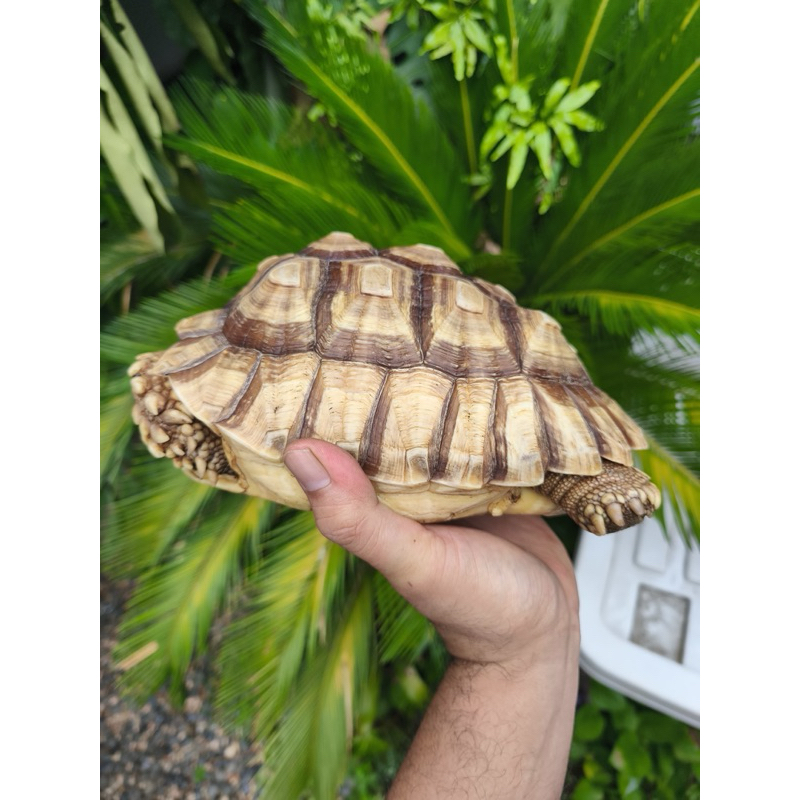 Kura-kura Betina Sulcata Centrochelys Sulcata