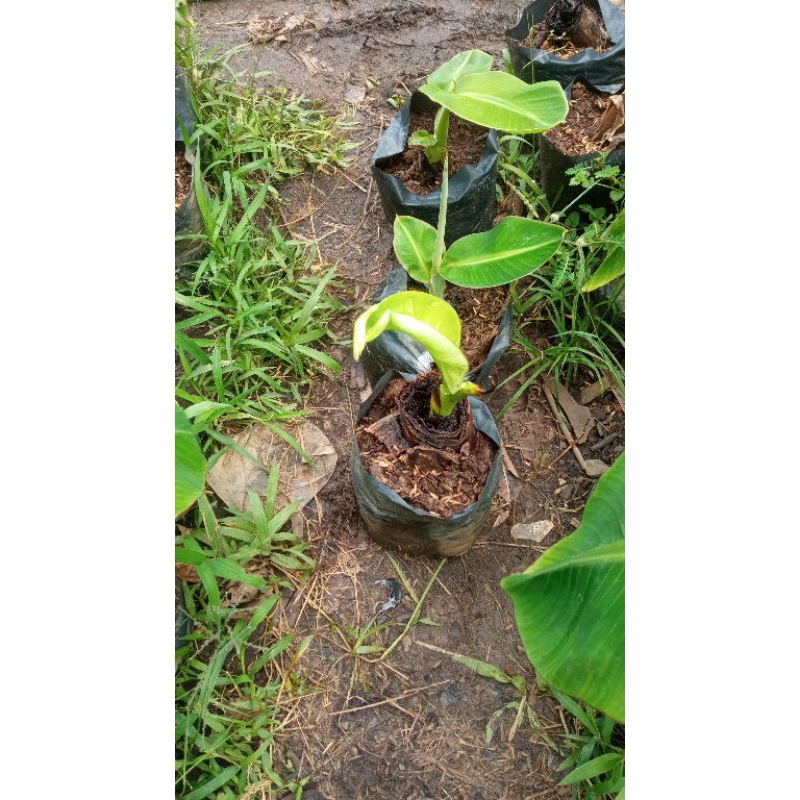 bibit pisang raja bulu