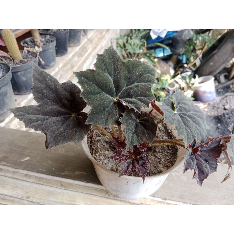 BEGONIA BLACK VELVET