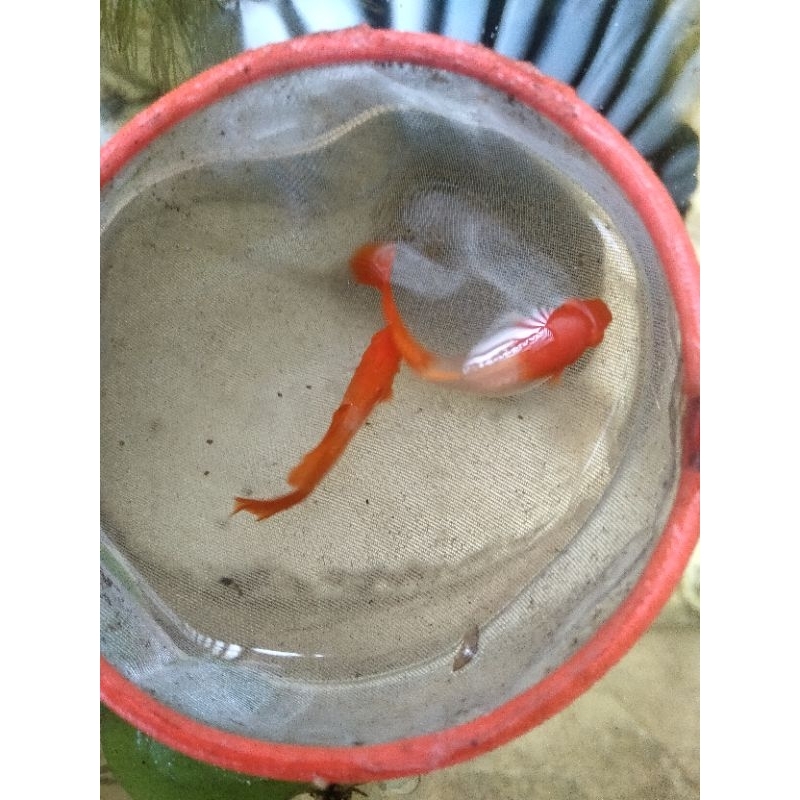 Ikan guppy Albino koi sepasang Gen red ear