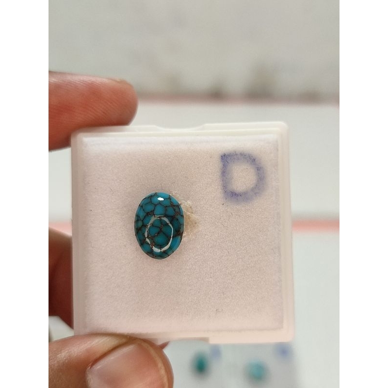 pirus mesir ceplok kuro